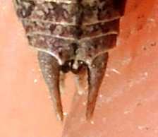 Rhacocleis corsicana